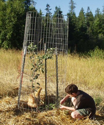 ants-on-apple-trees